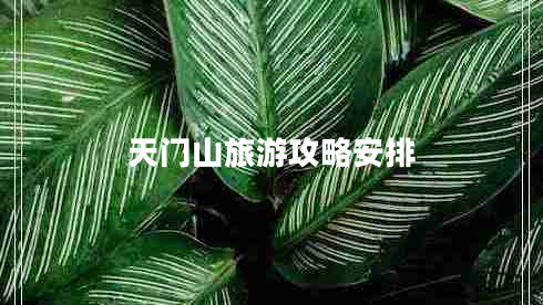天門山旅游攻略安排