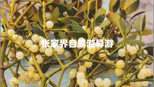 張家界自駕游導(dǎo)游 張家界自駕游導(dǎo)游