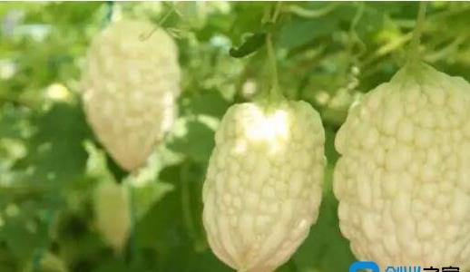 農(nóng)村種植什么最賺錢 農(nóng)村種植什么最賺錢