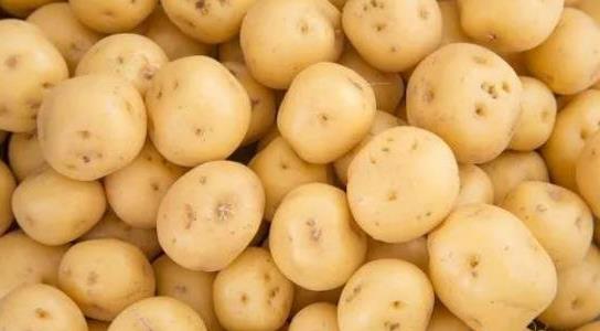 土豆種植成本和利潤多少