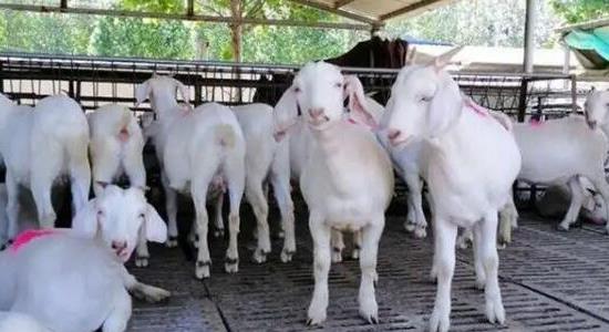 農(nóng)村養(yǎng)羊50只一年賺多少錢