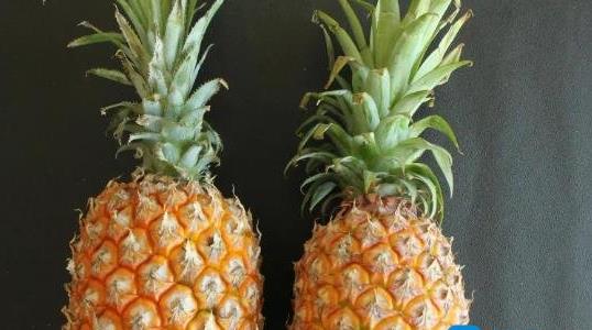 菠蘿長在樹上還是地上