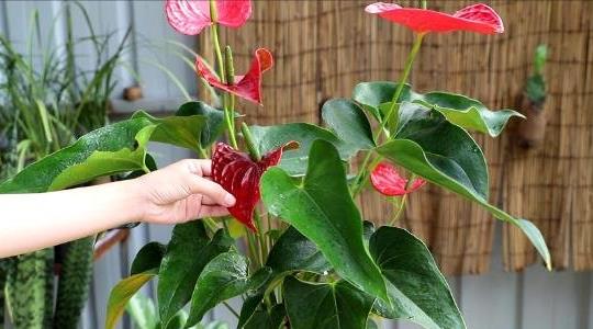 紅掌的養(yǎng)殖方法和注意事項 紅掌的養(yǎng)殖方法和注意事項