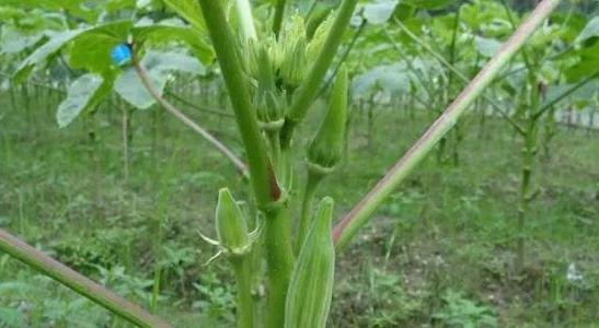 農(nóng)村種植什么最賺錢 農(nóng)村種植什么最賺錢