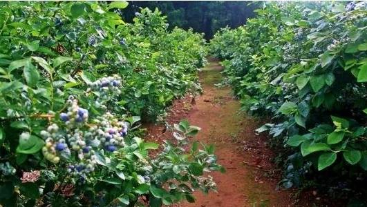 藍(lán)莓的種植方法和技術(shù) 藍(lán)莓的種植方法和技術(shù)