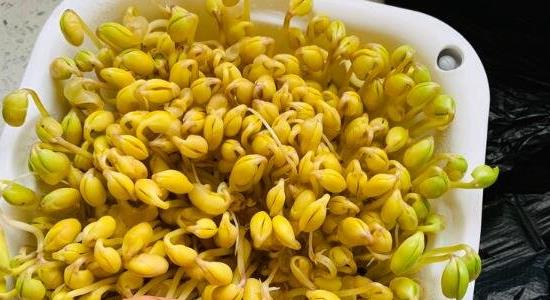 黃豆芽怎么發(fā)豆芽的步驟