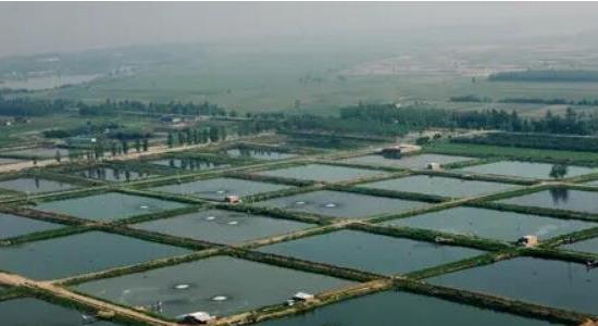 八個(gè)適宜在農(nóng)村創(chuàng)業(yè)致富的項(xiàng)目