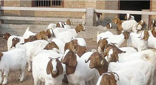 農(nóng)村養(yǎng)羊50只一年賺多少錢