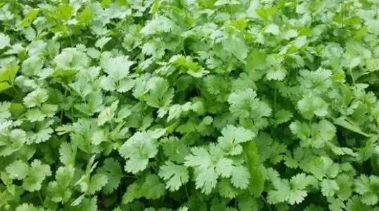 香菜種植方法和時間