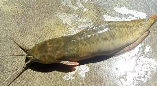 塘角魚養(yǎng)殖成本和利潤多少