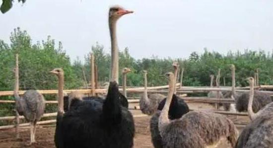 農(nóng)村十大暴利養(yǎng)殖項(xiàng)目