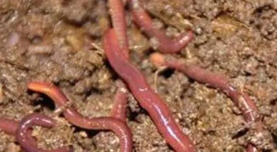 蚯蚓吃什么