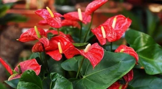 紅掌的養(yǎng)殖方法和注意事項 紅掌的養(yǎng)殖方法和注意事項