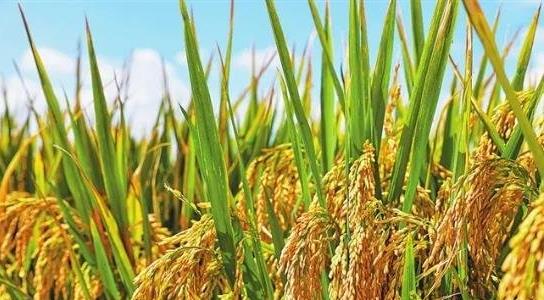 雜交水稻是轉(zhuǎn)基因嗎