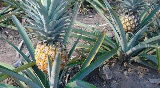 菠蘿長在樹上還是地上