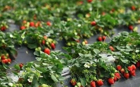 草莓什么時候種植最好