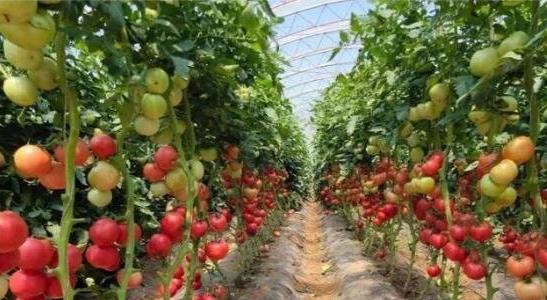西紅柿的種植方法和管理技術