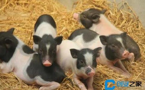 小香豬多少錢一只