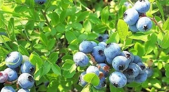 藍(lán)莓的種植方法和技術(shù) 藍(lán)莓的種植方法和技術(shù)