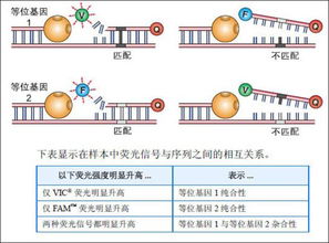 檢測snp多態(tài)性的方法有哪些