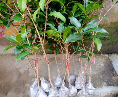 桂花的嫁接方法有哪些