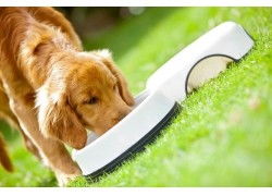 小狗養(yǎng)殖需要哪些方法