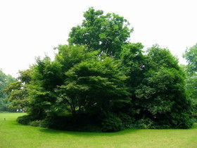 看樹(shù)木的好處20種方法有哪些