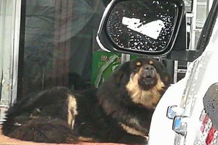 畜禽的擊暈方法有哪些