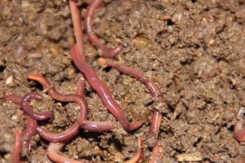 蚯蚓釣鯽魚(yú)的方法有哪些