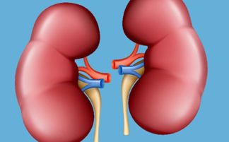 有哪些方法可以判斷腎好不好