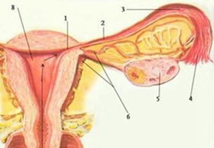 輸卵管性不孕癥的診斷方法有哪些