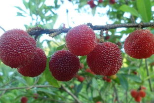 楊梅灑儲存方法有哪些