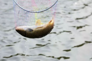 魚字方法有哪些