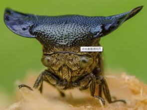 動(dòng)物能用哪些方法保護(hù)自己