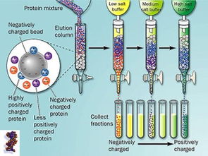 沉淀蛋白質(zhì)方法有哪些