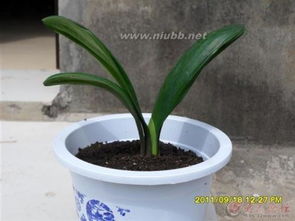 哪些植物有保護(hù)自己的方法有哪些6