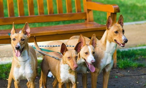 一歲犬如何訓(xùn)練方法有哪些