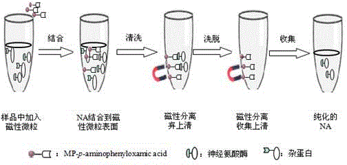 分離純化細(xì)菌的方法有哪些