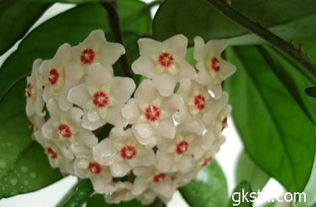 球蘭的養(yǎng)殖方法和注意事項有哪些