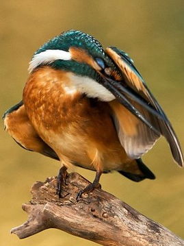 翠鳥用了哪些觀察方法