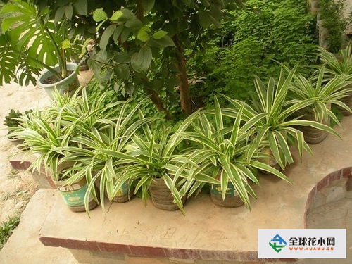 金邊吊蘭培養(yǎng)方法用哪些