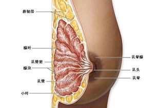乳腺腫瘤手術(shù)治療方法有哪些