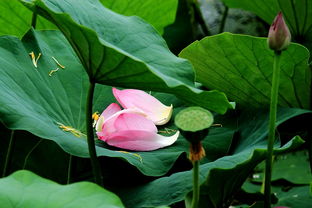 詩句,雨后,暴風(fēng)