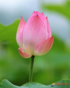 描寫蓮蓬的詩(shī)句古詩(shī),古人描寫蓮蓬的古詩(shī),描寫蓮蓬蓮子的古詩(shī)