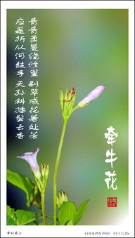 牽?；ǖ念B強(qiáng)詩句古詩