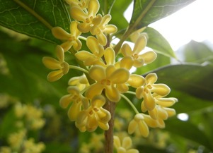 關(guān)于月亮和桂花的詩句