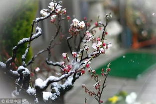 關(guān)于梅的古詩句有哪些,關(guān)于梅的古詩句子,帶有梅的古詩句