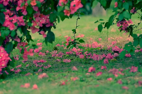 關(guān)于落花的詩(shī)句加賞析