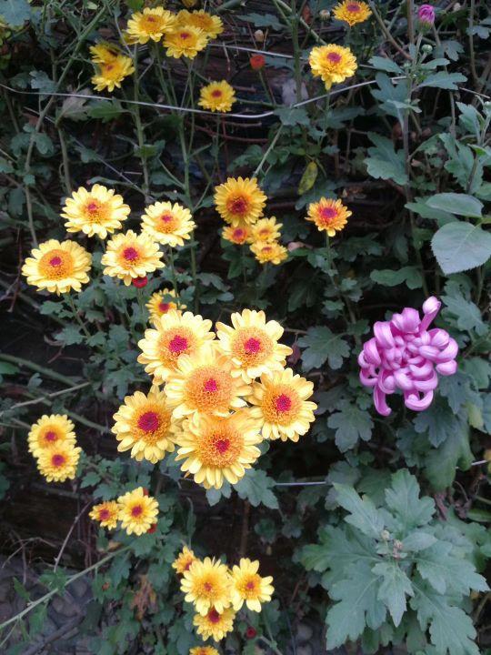 關(guān)于詠菊花的詩句有哪些