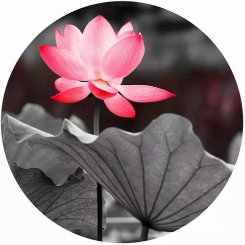 關于月亮的詩句含典故